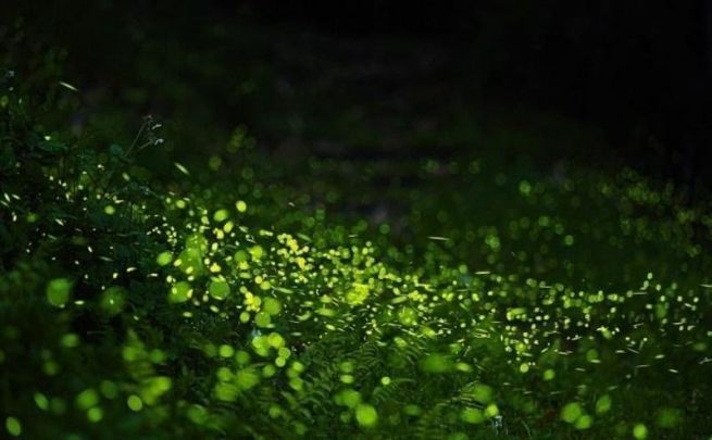 萤火虫白天在哪里(萤火虫白天会出来吗)