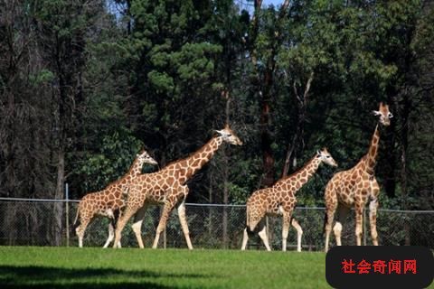 情圣里面的动物园在哪(情圣2为什么找不到资源)