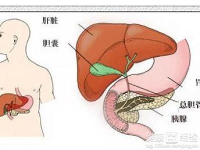 人的胰腺在哪里(胰腺在哪里人体示意图)