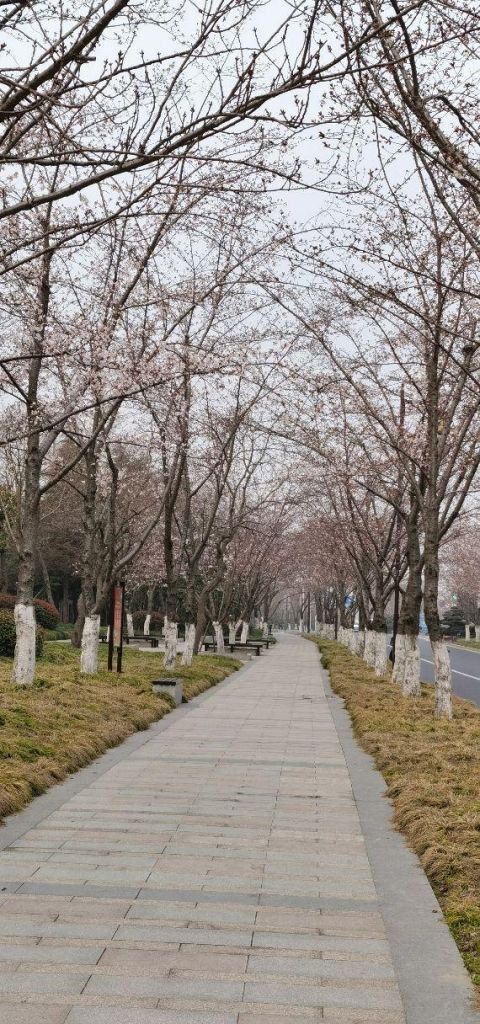 扬州的樱花大道在哪里(扬州樱花大道在哪里地图)