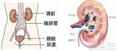 肾积水肾实质变薄要切吗的简单介绍