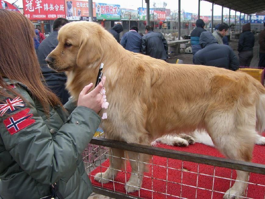 西宁最正规狗市在哪(青海西宁最大的狗市在哪)