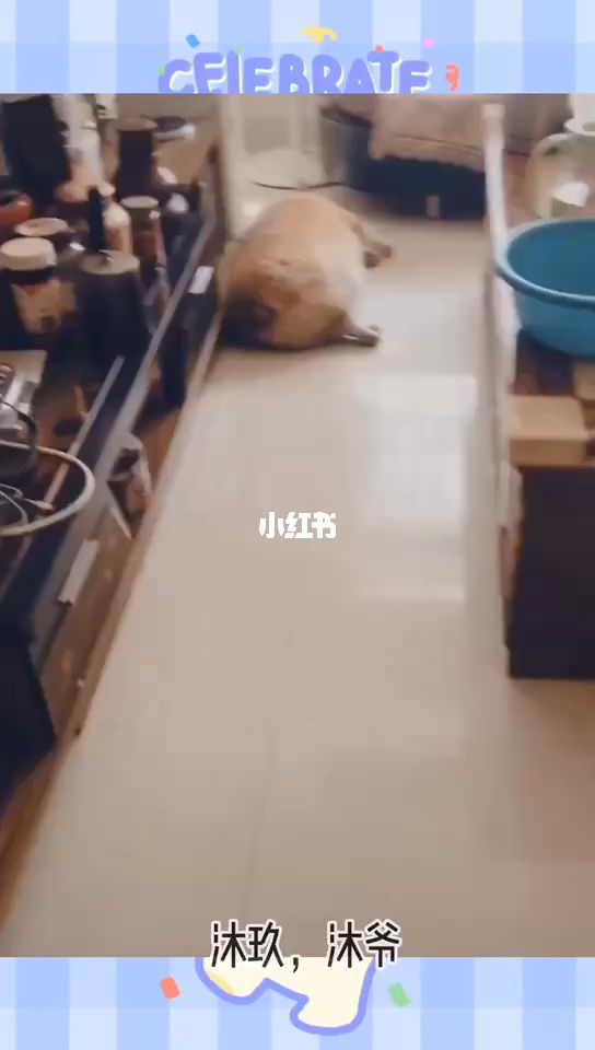 可笑的段子视频(搞笑段子视频大全爆笑)