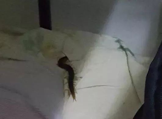 关于做梦梦到被超大的蜈蚣咬到了手的信息