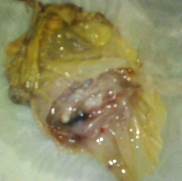 月经前乳白色分泌物尿骚味的简单介绍