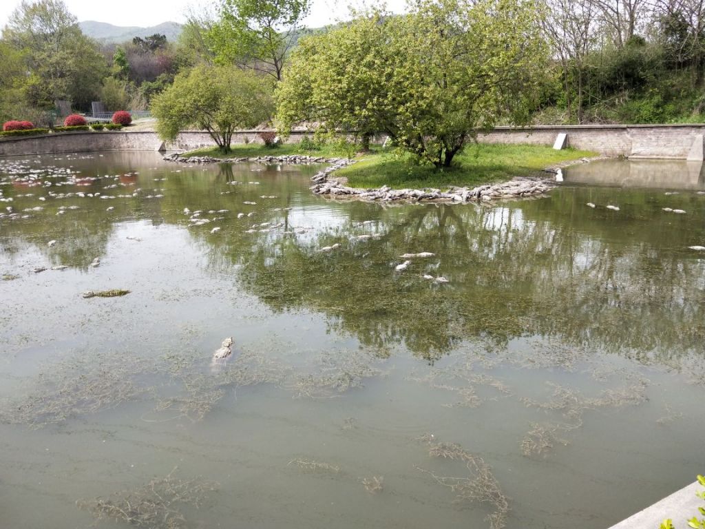 清湖在哪个区(清湖社区属于哪个街道)