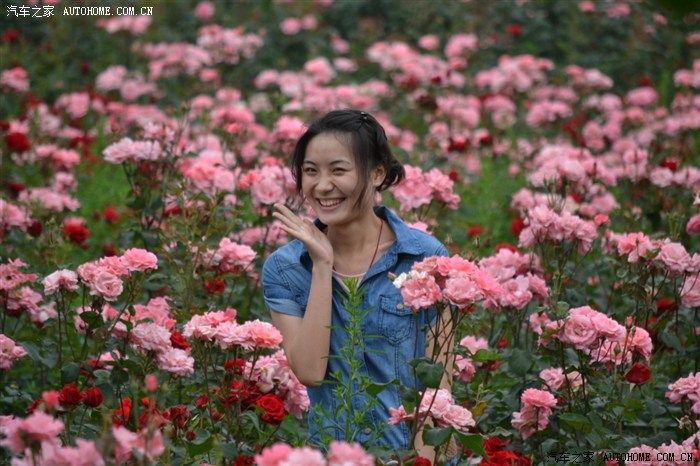 郫县玫瑰谷在哪里(天府玫瑰谷地址在哪里)