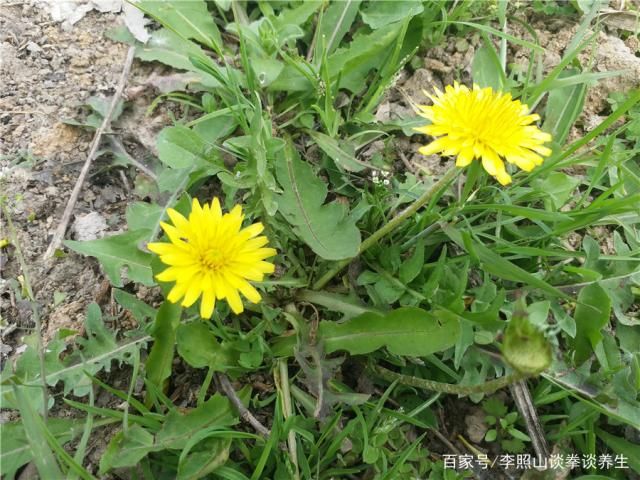 蒲公英长在哪里(蒲公英种子在哪里买)