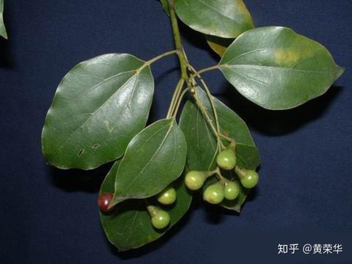 香樟叶在哪(香樟卷叶原因)