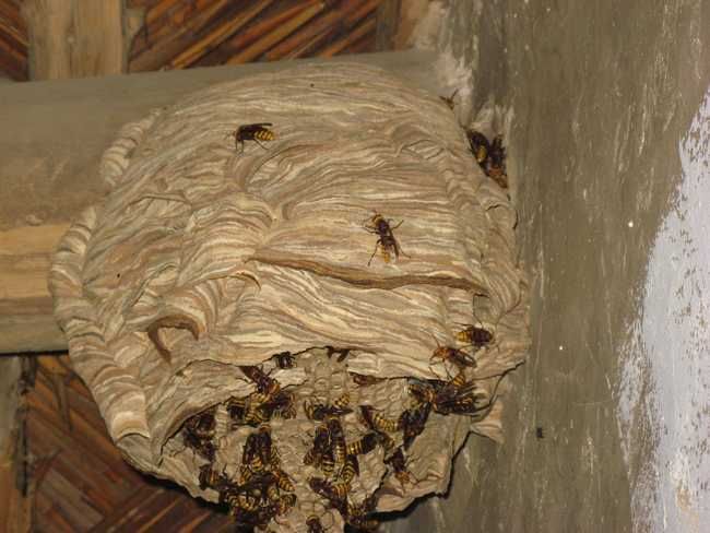 蜂巢巨虫在哪的简单介绍 蜂巢巨虫在哪的简单介绍