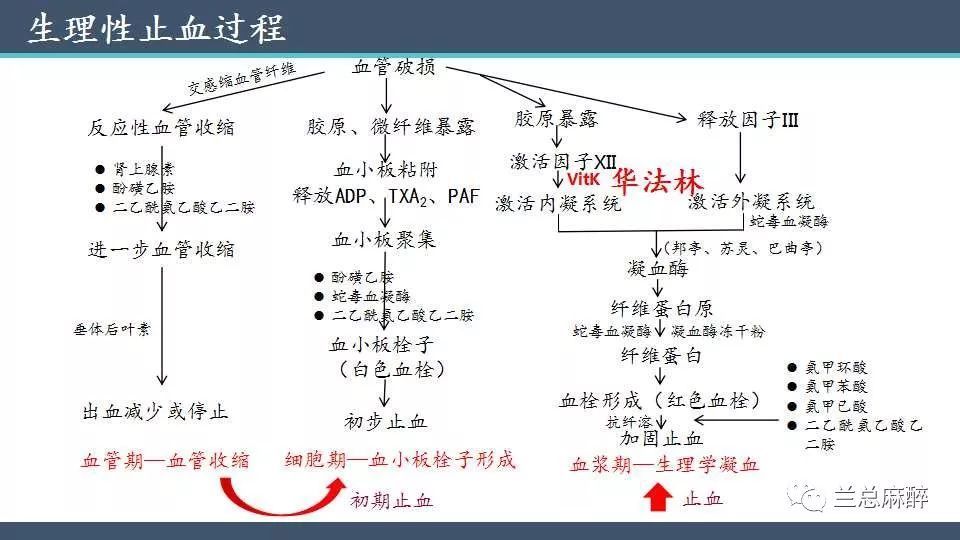 包含法华林停药几天才能动手术的词条