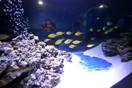 大明湖海底世界在哪里(大明湖海底世界表演时间)
