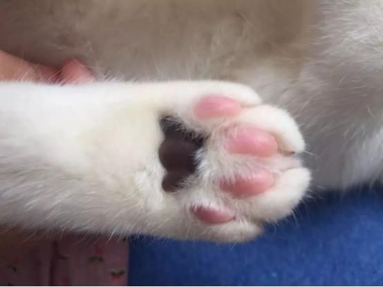 猫咪的汗腺在哪里(人的汗腺主要在哪里)