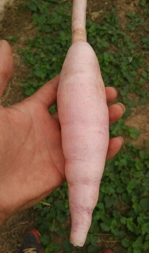 吃木薯有分季节吗(什么时候是吃木薯季节)