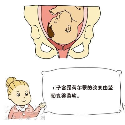 如何促进宫颈变软(怎样促进宫颈管变软)