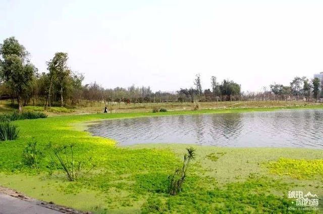 成都湿地公园在哪里(成都天鹅湖湿地公园在哪里)