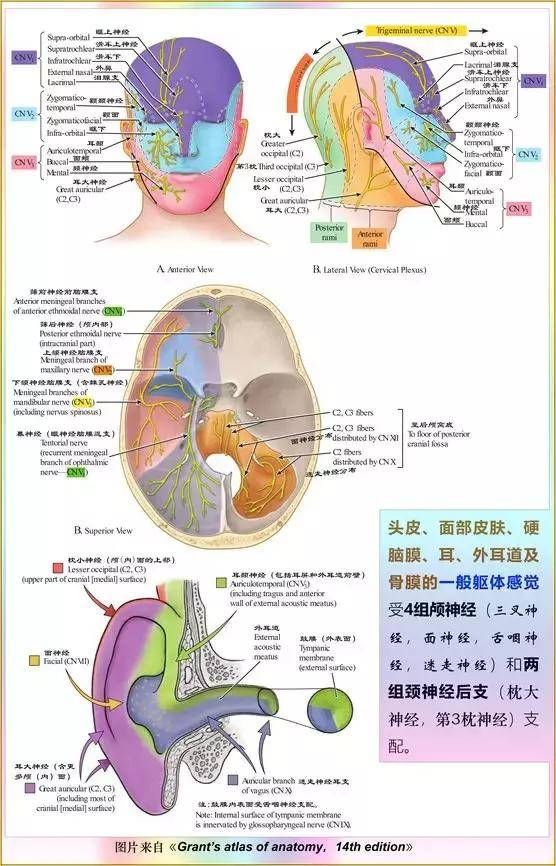 关于颅部在哪呢的信息