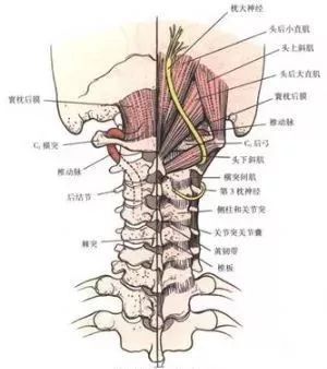 胸下出现两个关节白色条状的简单介绍