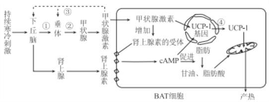 肾上腺素作用的翻转指的是什么(能翻转肾上腺素升压作用的药物是什么)
