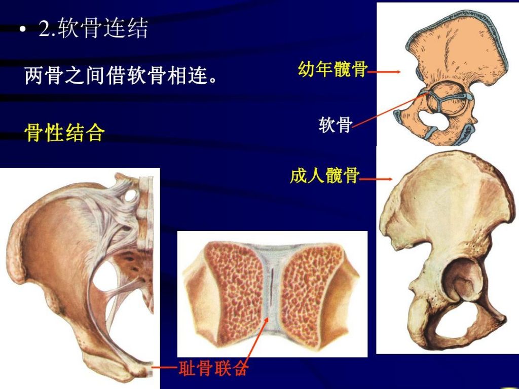 上体躯干在哪(身体躯干部位指哪些)