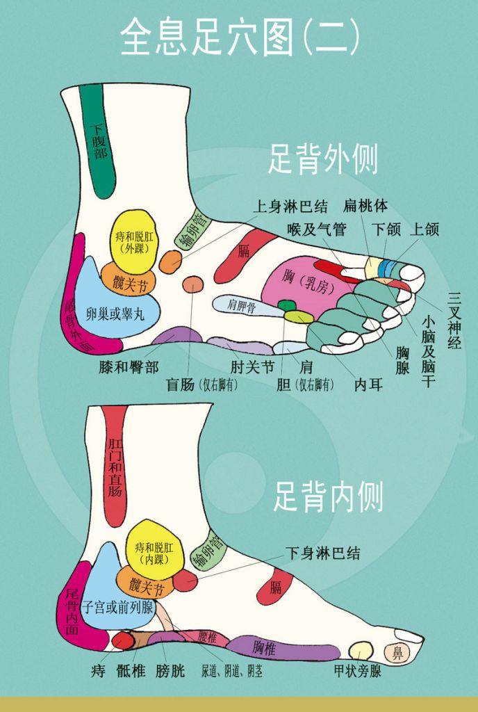 关于后背妇科反射区在哪的信息