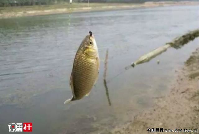 大人钓大鱼视频(野钓鲤鱼视频大全高清)