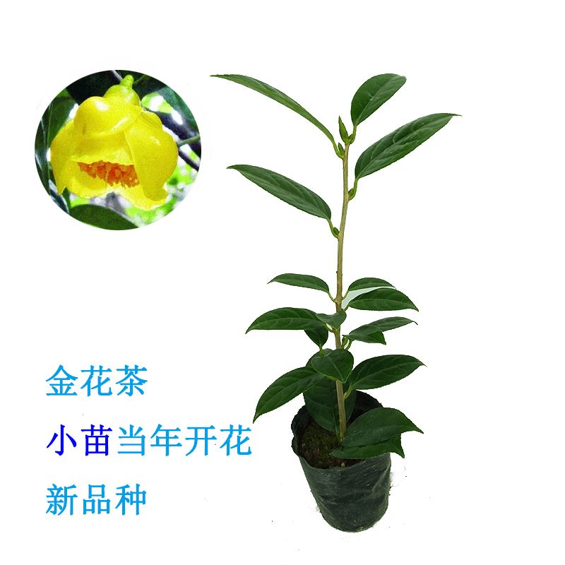 金花茶树什么价格(几百年的金花茶树图片)