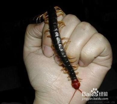 蜈蚣会被别人咬死吗(蜈蚣咬了一口有危险吗)