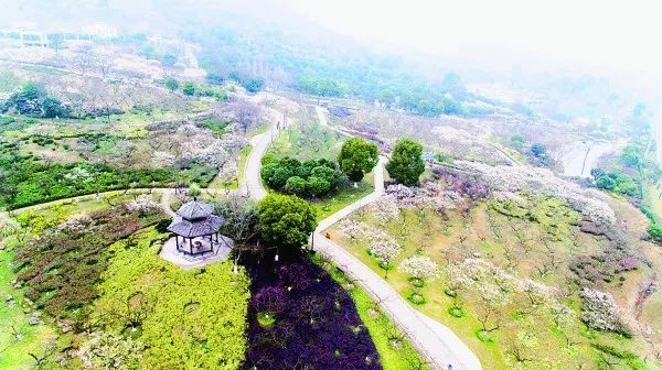 超山在哪里(浙江杭州超山)