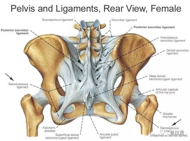 骨盆位置在哪个位置图(女性骨盆在什么位置图片)