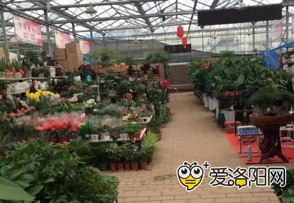 洛阳花卉市场在哪(洛阳最大的花卉市场在哪里)