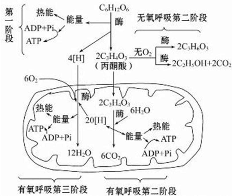 呼吸作用在哪里进行(植物呼吸作用过程图解)