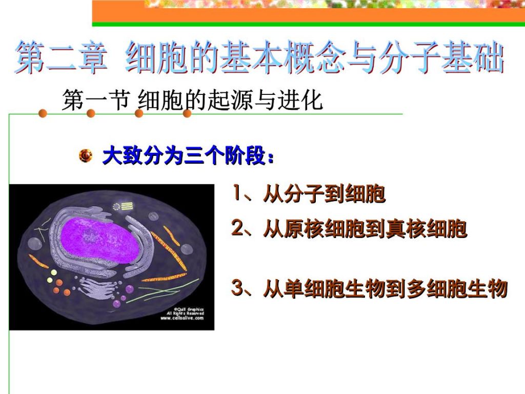 该全细胞(五种白细胞形态图)