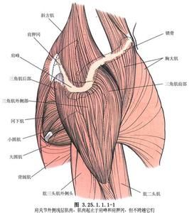 斜方肌在哪里(斜方肌最标准的图)