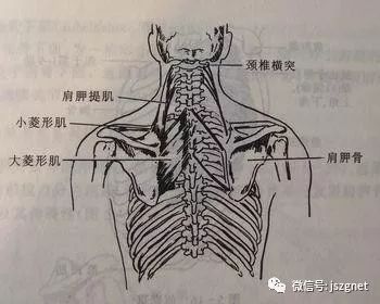 斜方肌在哪里(斜方肌最标准的图)