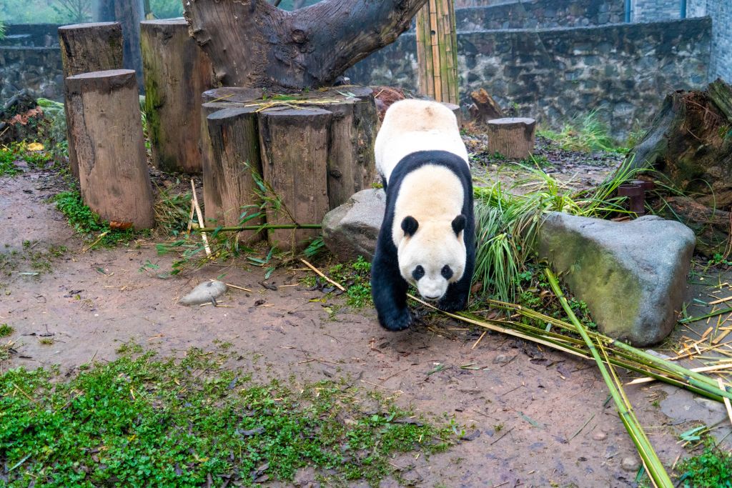 熊猫苑在哪(凤凰中华大熊猫苑门票)