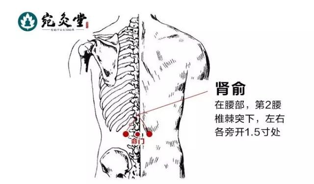 脾胃经在哪里图片(脾胃经络在哪个位置)