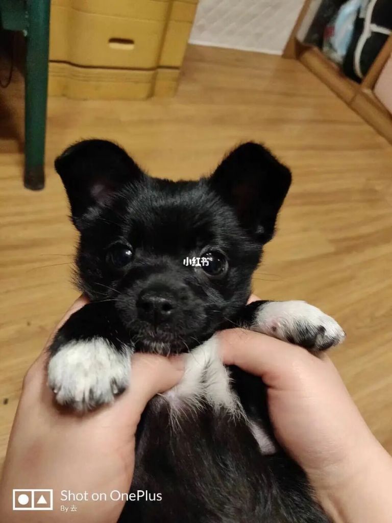 狗证要在哪办(没狗证会上家里抓狗吗)
