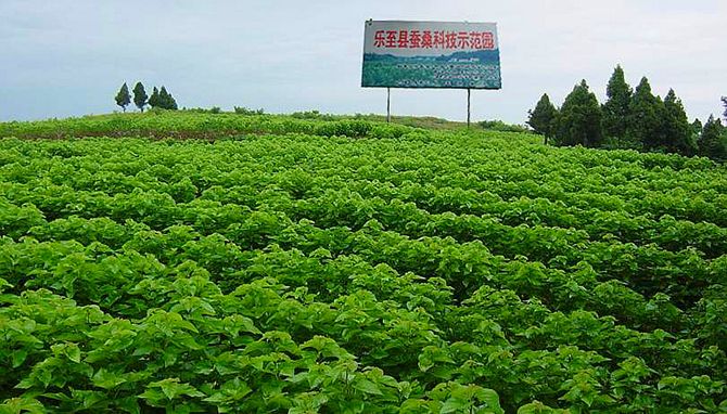 蚕桑园在哪里(太湖雪蚕桑文化园简介)