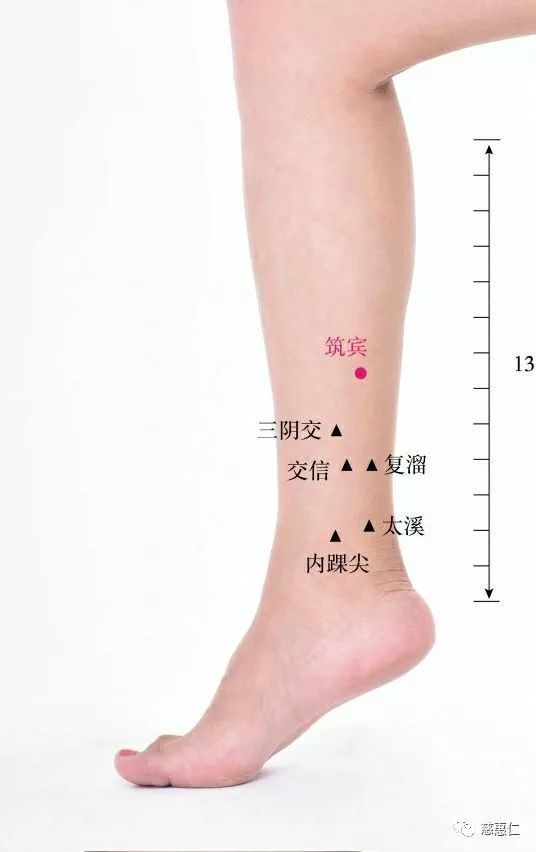 阳陵泉穴在哪(阳陵泉穴位在哪)