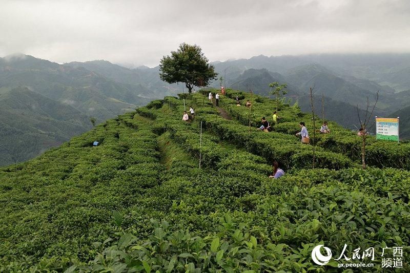 茶山在哪儿(茶山刘在哪儿)