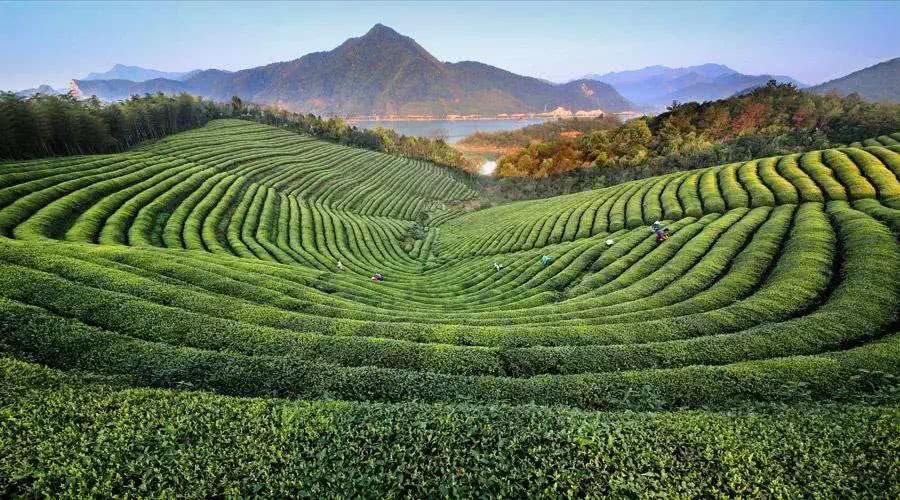 茶山在哪儿(茶山刘在哪儿)