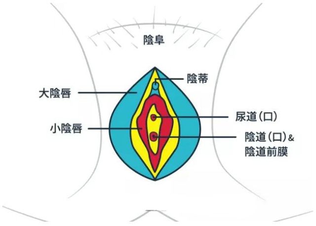 女生的小豆豆在哪(一直打豆豆为什么腿会抖)