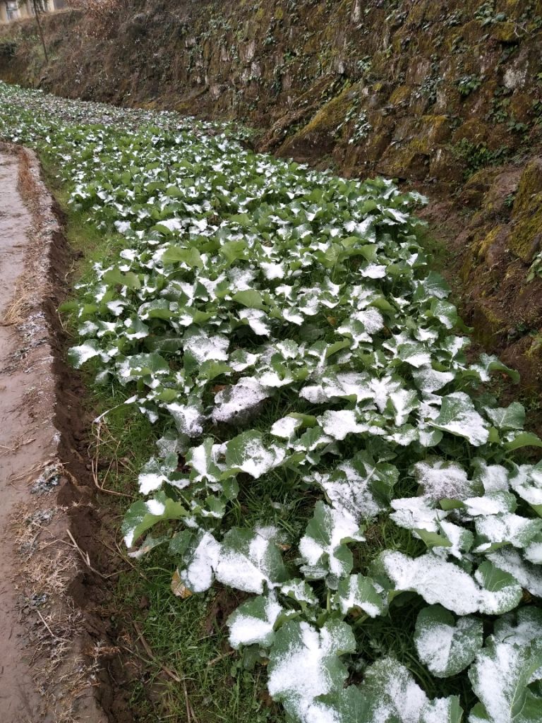 听雪在哪里(听雪楼小说结局)