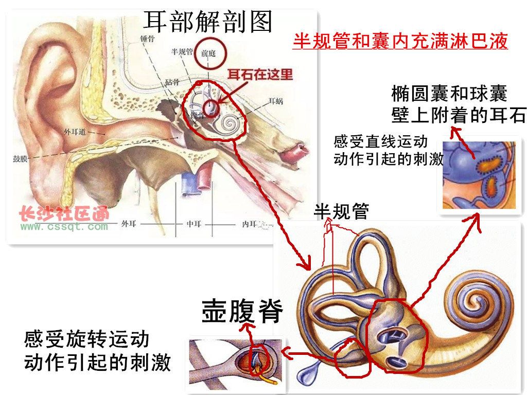 性腺在哪个位置(男性性腺功能低下)