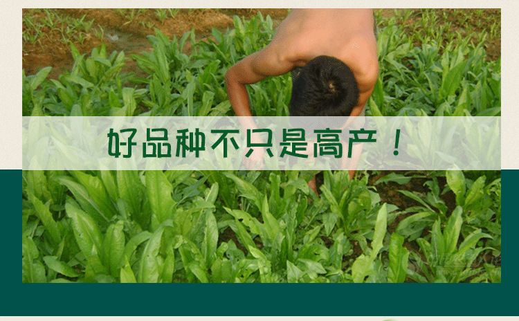 菜籽长在哪(油菜籽都有哪些用途)