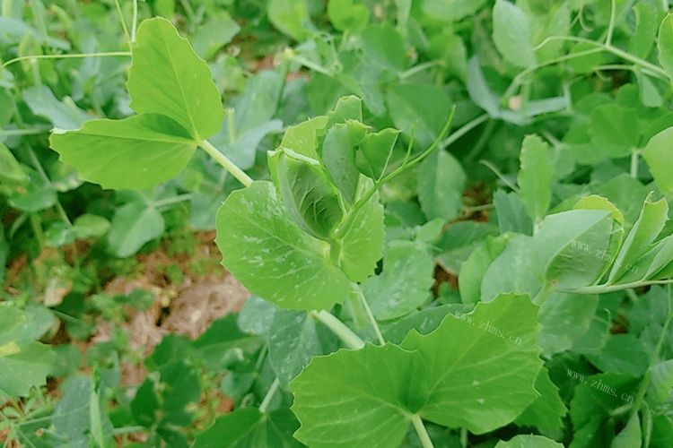 豌豆在哪买(豌豆多少钱一斤2020)