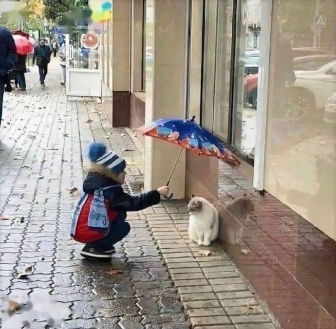 下雨天流浪猫躲在哪(下雨天野猫会躲在哪里)