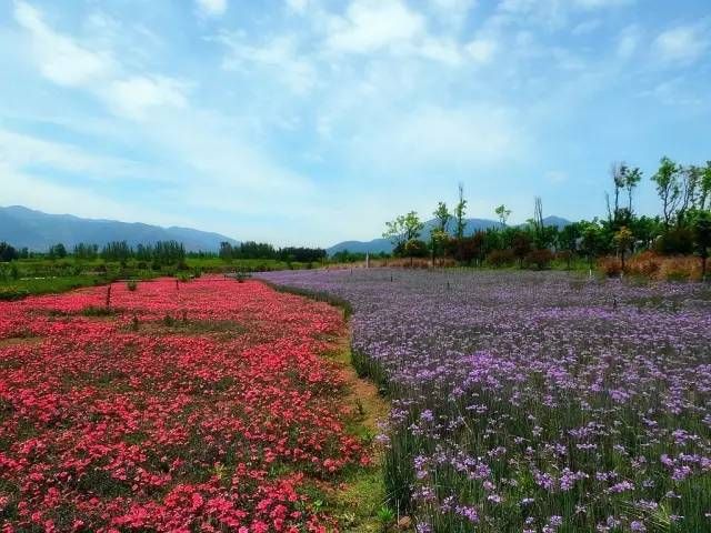 海口花海在哪(海口看花的地方)