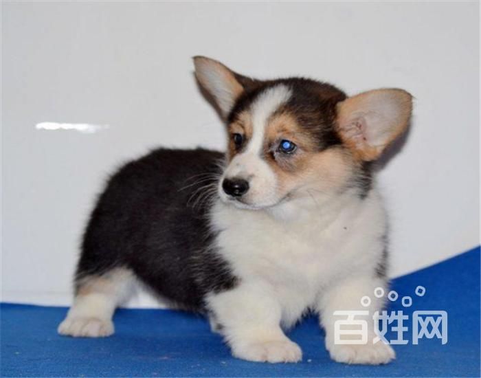 幼犬在哪里买(幼犬磨牙用什么)